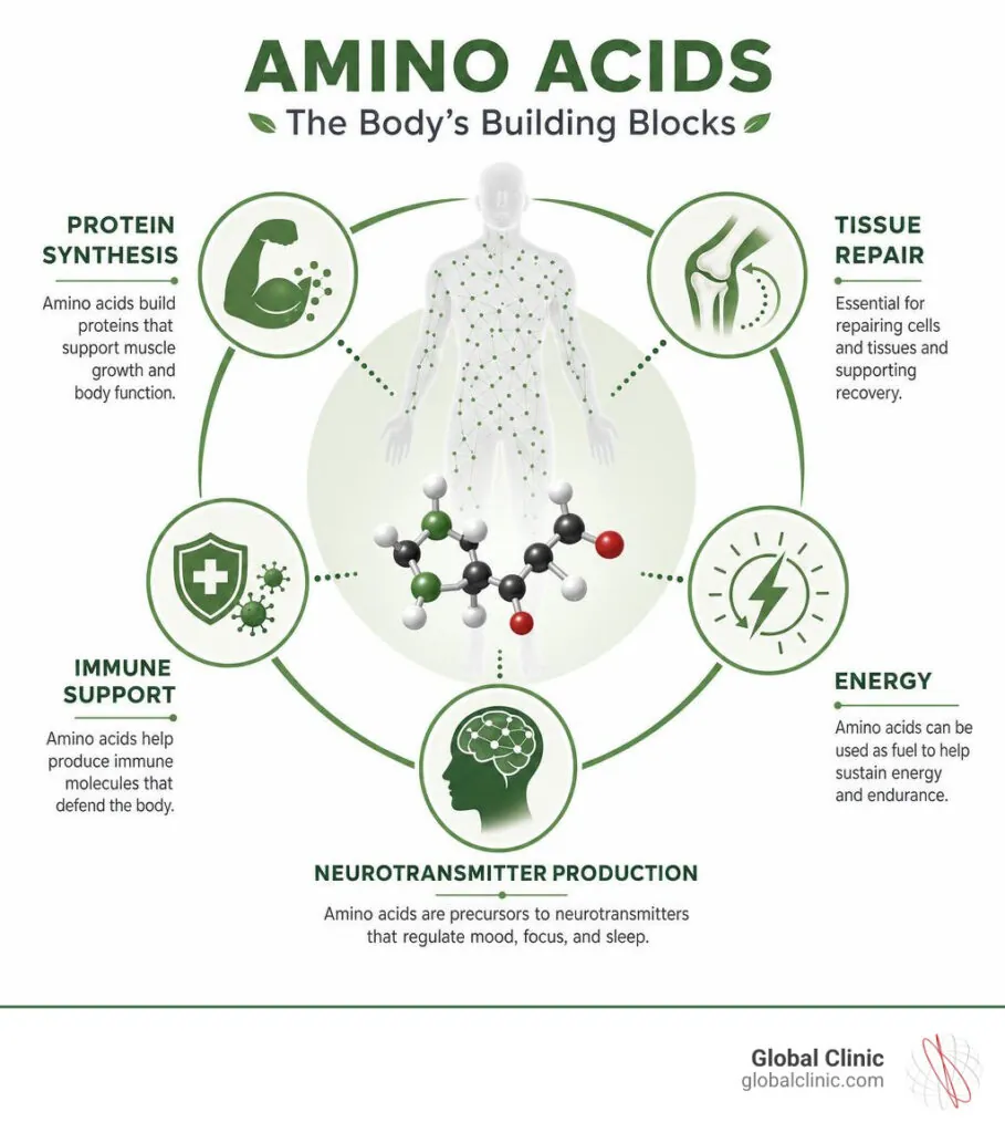 Infographic of amino acid roles: protein synthesis, tissue repair, immune support, energy and neurotransmitters