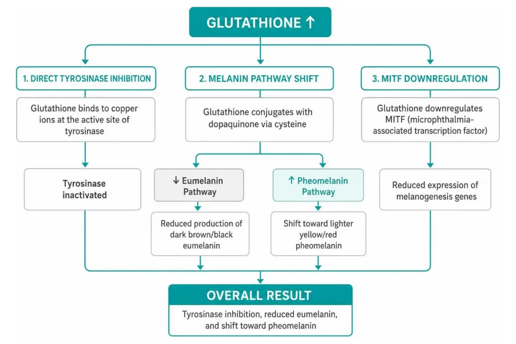 Glutathione melanogenesis pathway: tyrosinase inhibition, eumelanin reduction, and pheomelanin shift